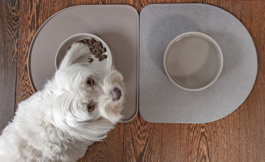 How to Stop Your Dog Making a Mess at Mealtime