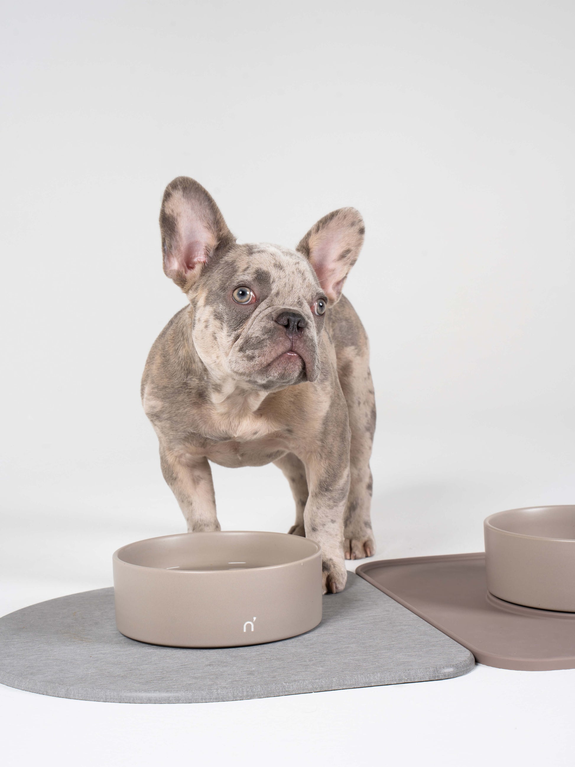 https://wagsnwiggles.store/cdn/shop/products/Modern-anti-spill-dog-bowl-kit3_3503e0a0-30f9-4349-97d8-7936d34d6c47.jpg?v=1680110157&width=1946